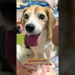 【ビーグル犬】期待値MAXのおばあワンコ。【Beagle Dog】